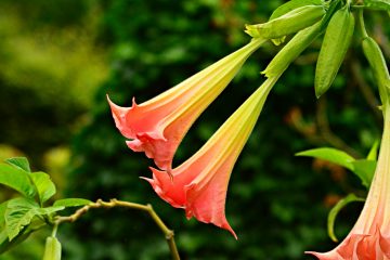 16 Beautiful Bell-Shaped Flowers For Your Garden