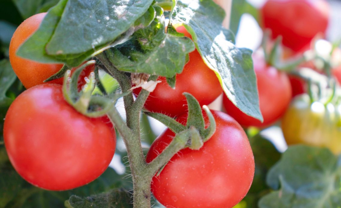 bone-meal-for-tomatoes