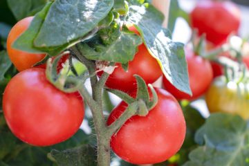 The Benefits Of Using Bone Meal For Tomatoes