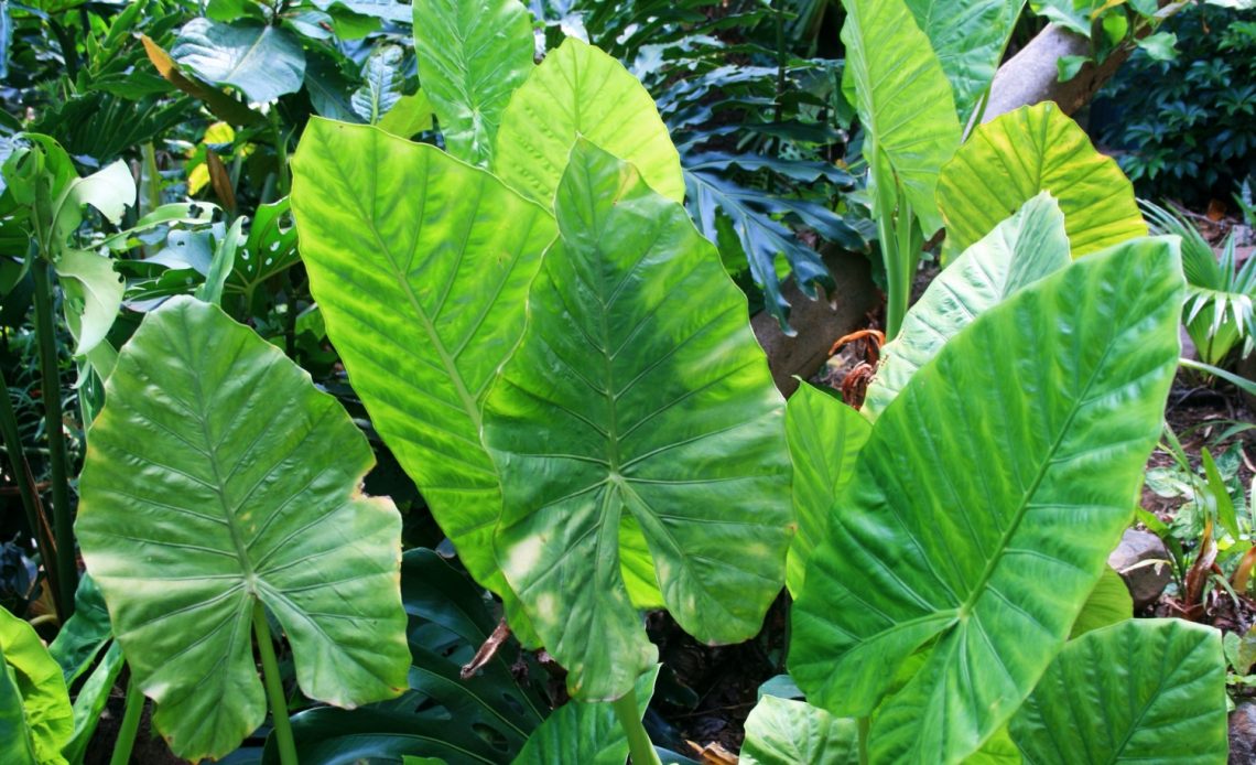 elephant-ear-plant-drooping