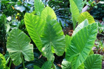 Elephant Ear Plant Drooping? 13 Reasons Why Plus Solutions That Will Help