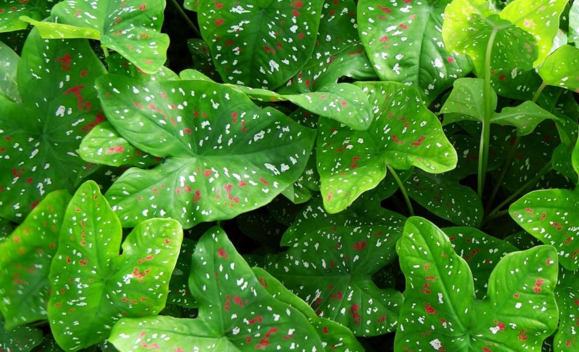 elephant-ear-plant-types