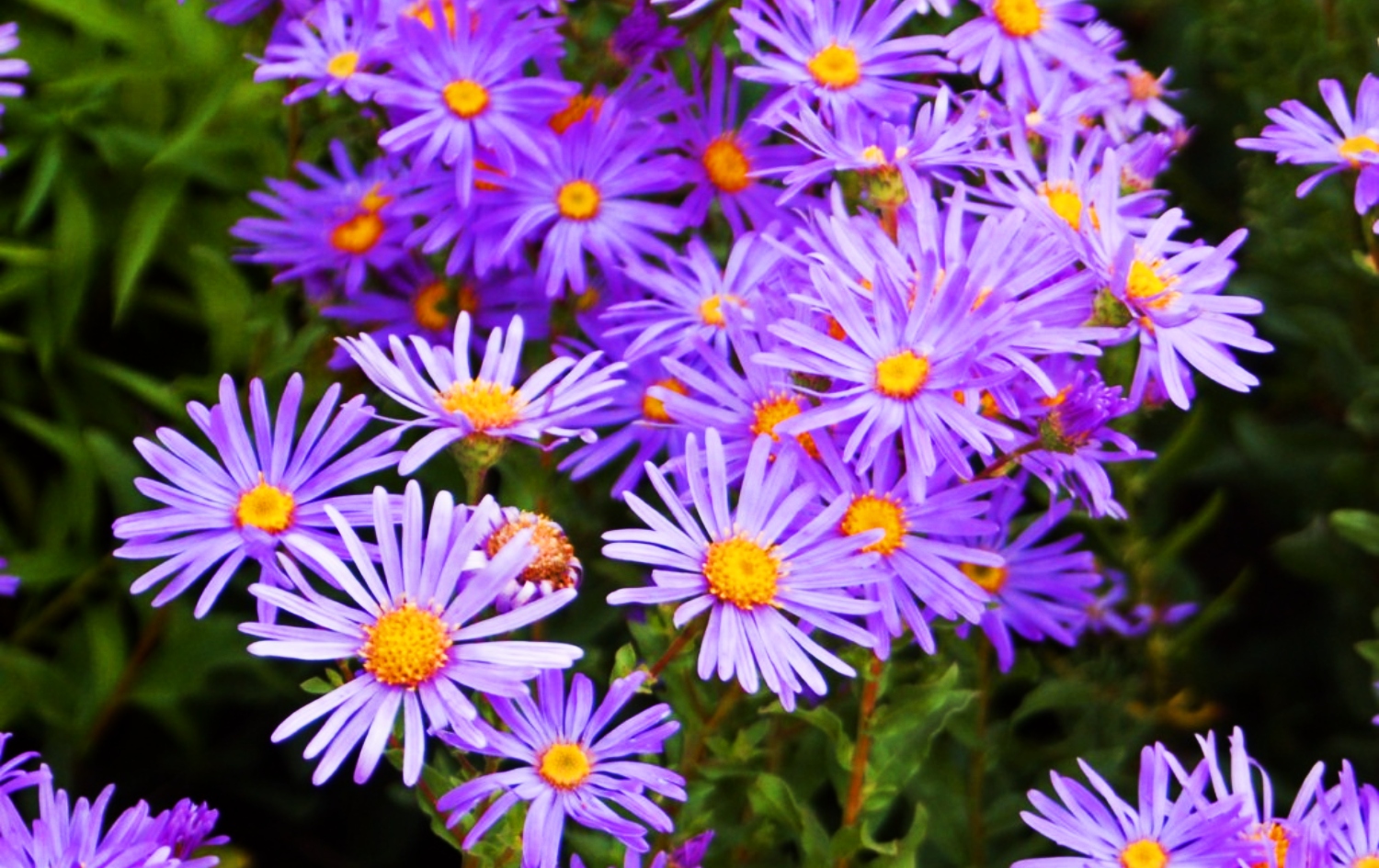 13 Flowers That Look Like Daisies