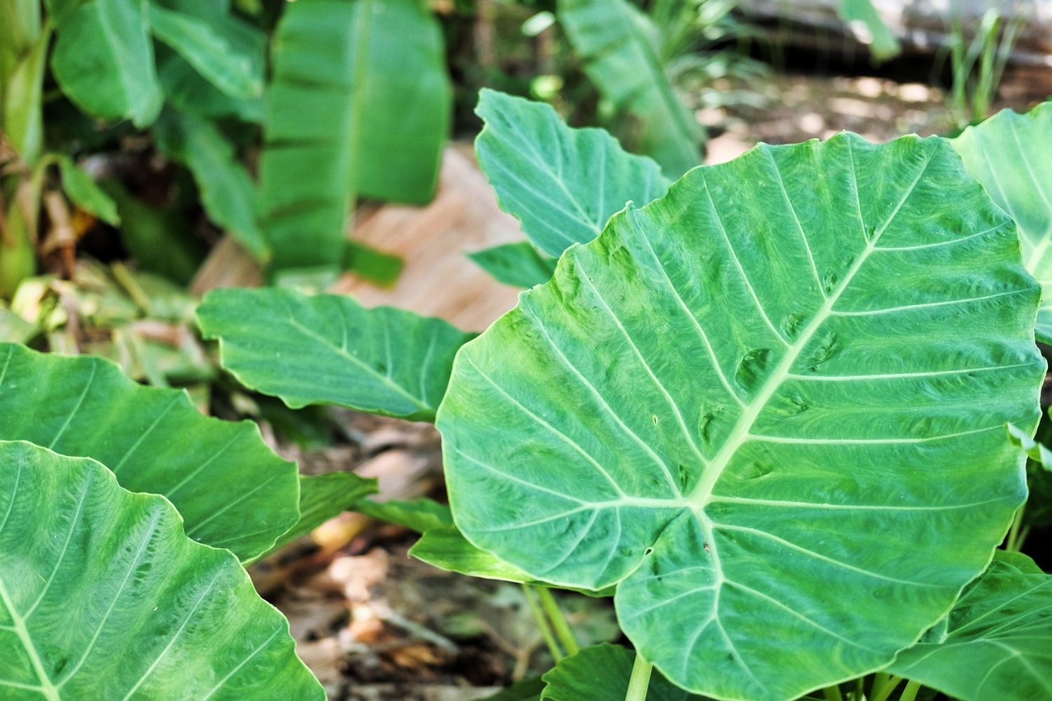 Elephant Ear Plant Drooping? 13 Reasons Why Plus Solutions That Will Help