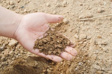 Horticultural Sand: What It Is And When To Use It In The Garden