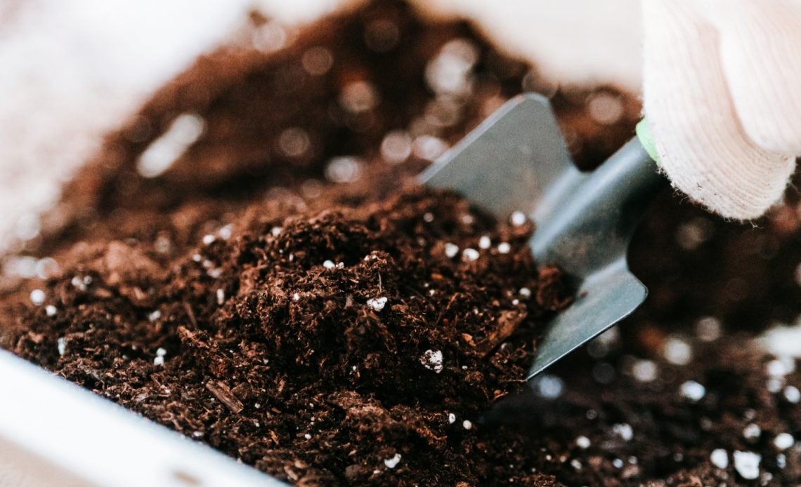 moldy-potting-soil
