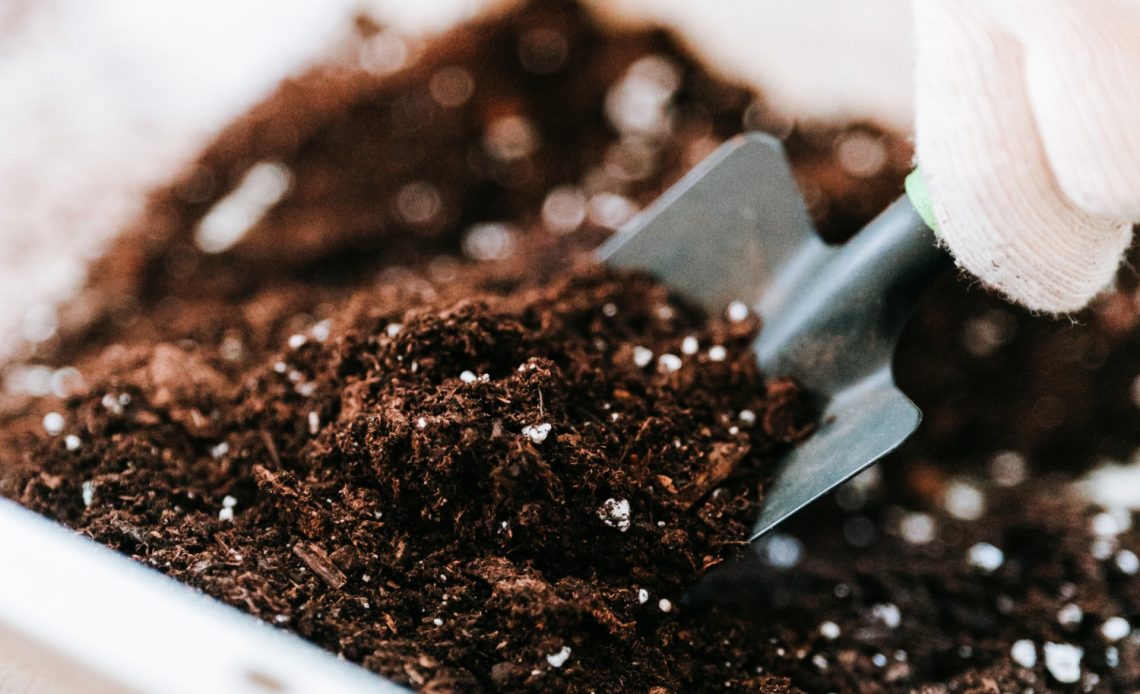 Is It Safe To Use Moldy Potting Soil?