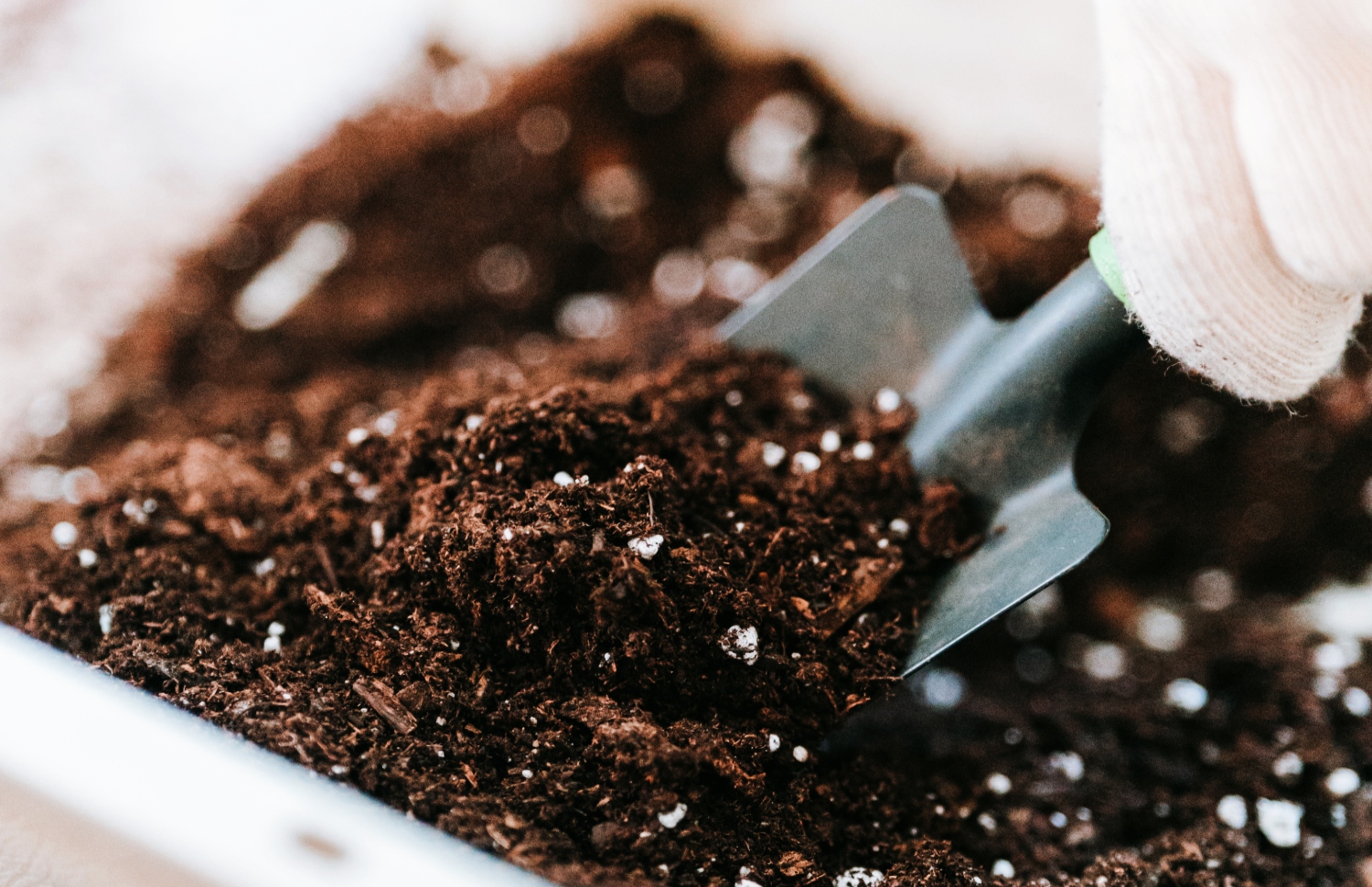 is-it-safe-to-use-moldy-potting-soil