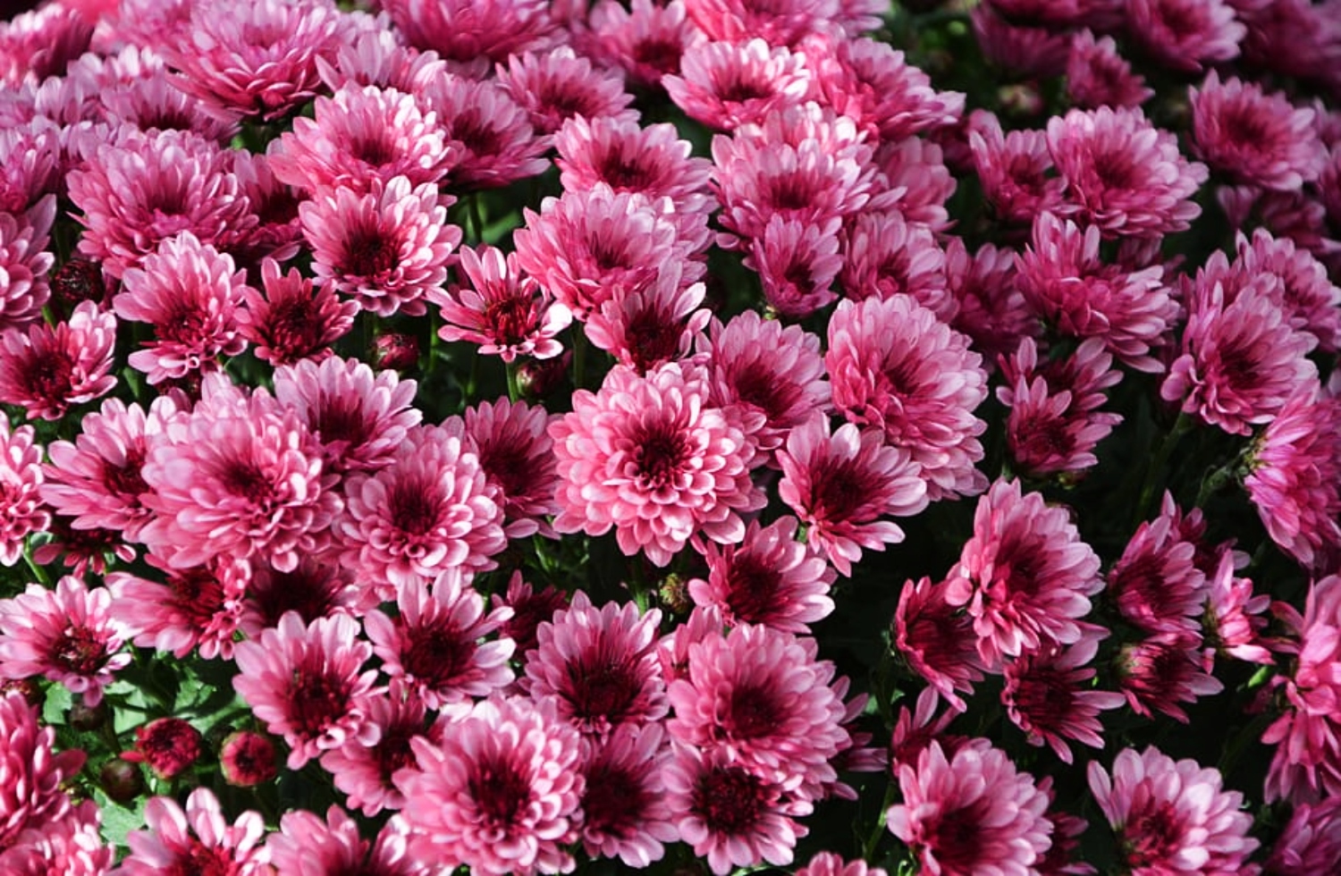 13 Flowers That Look Like Daisies