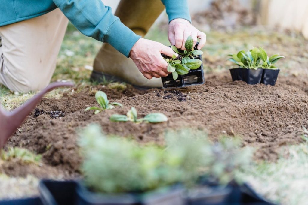 Why Use Horticultural Sand – How Is Horticultural Sand Different For Plants