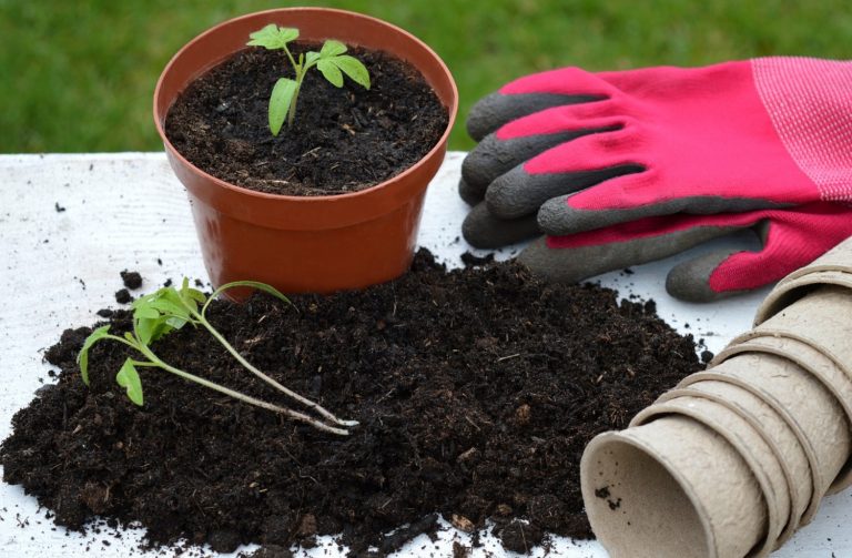 Is It Safe To Use Moldy Potting Soil?