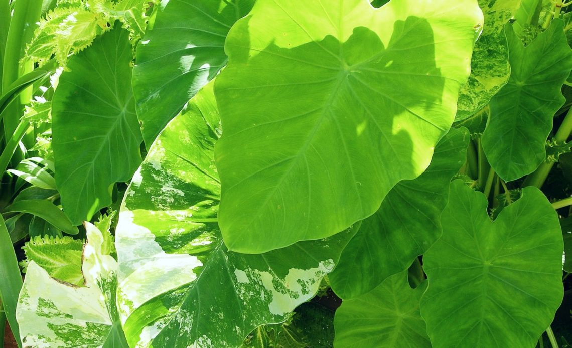 propagate-elephant-ear