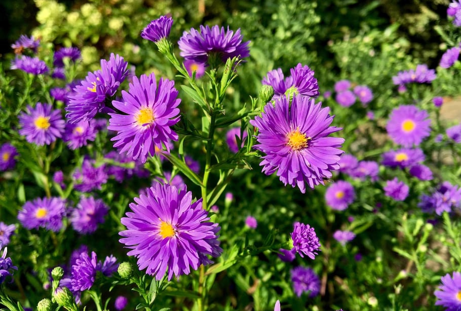 13 Flowers That Look Like Daisies
