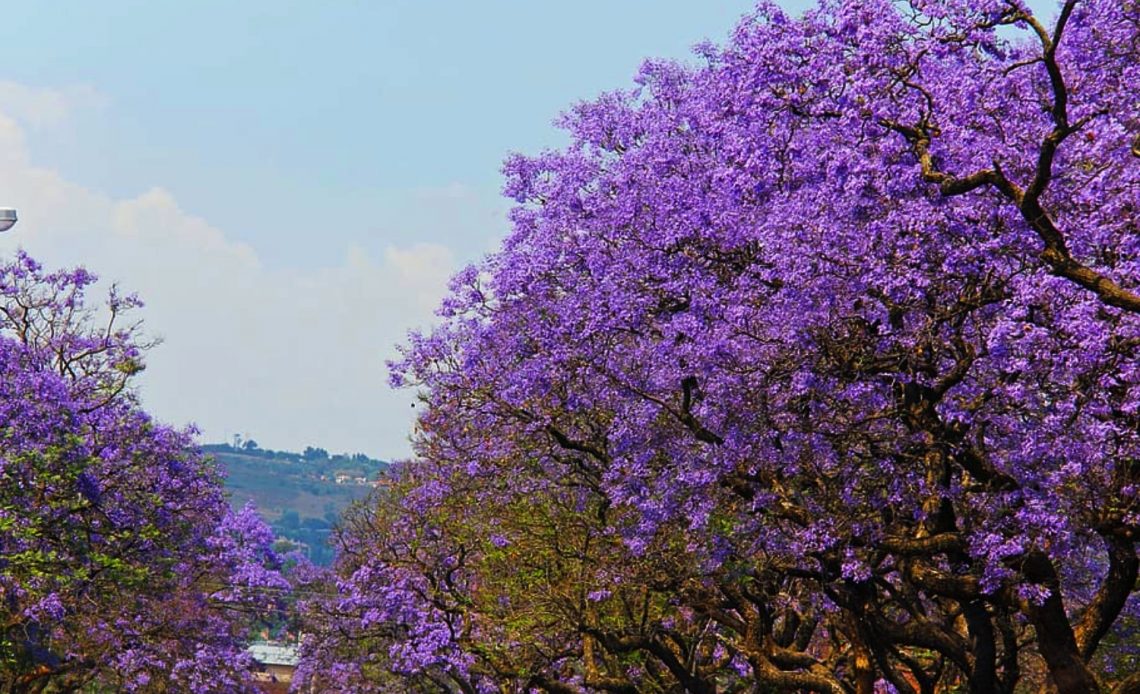 purple-flowering-trees