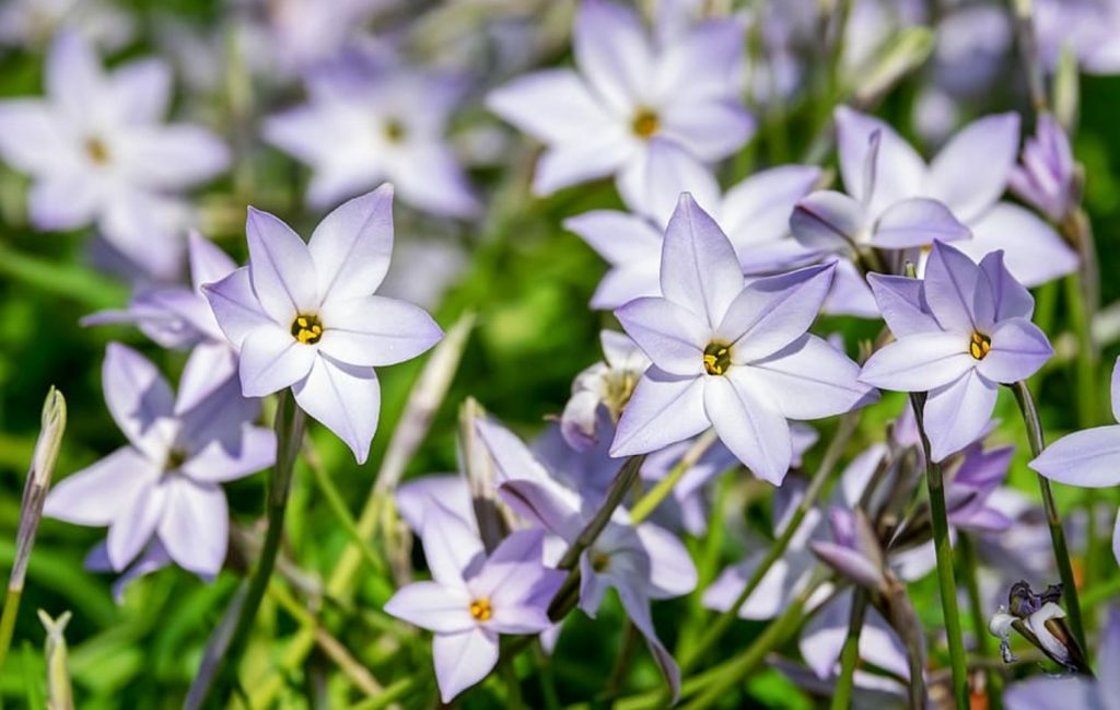 13 Star-Shaped Flowers For Your Garden