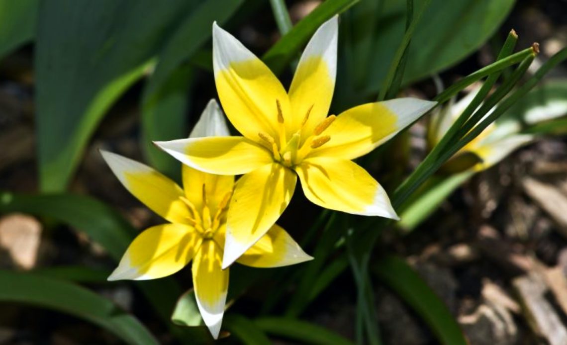 star-shaped-flowers