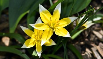 13 Star-Shaped Flowers For Your Garden