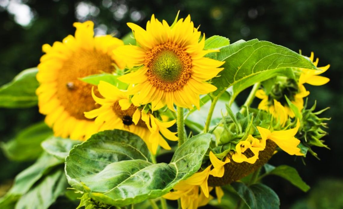sunflower-leaves-turning-yellow
