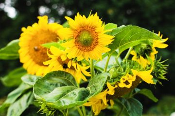 Why Are Your Sunflower Leaves Turning Yellow? 
