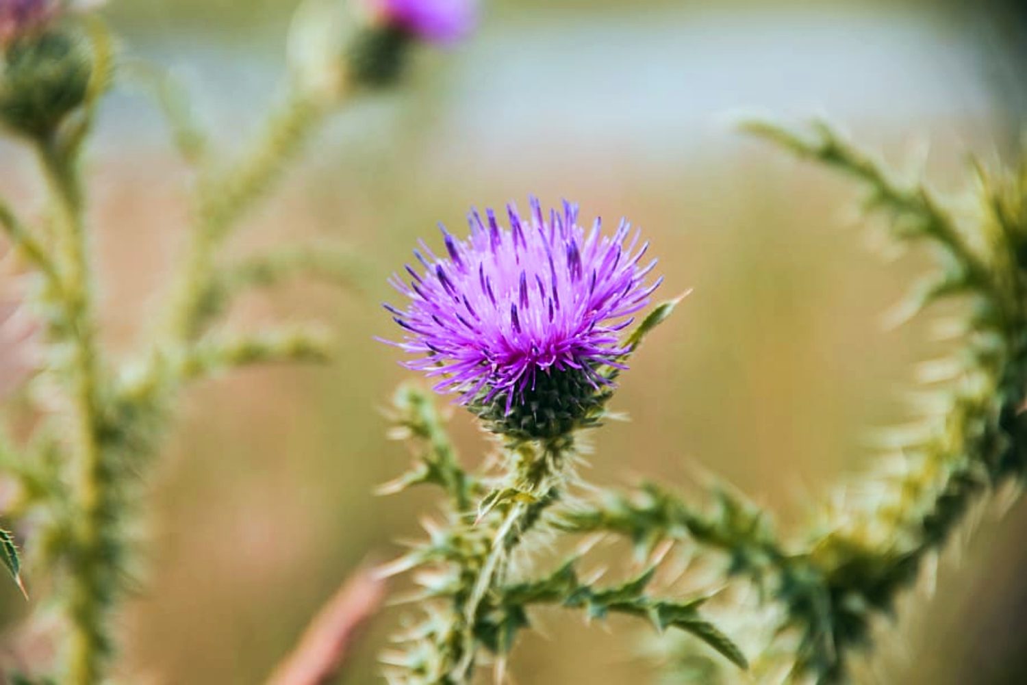 prickly weed with purple flower