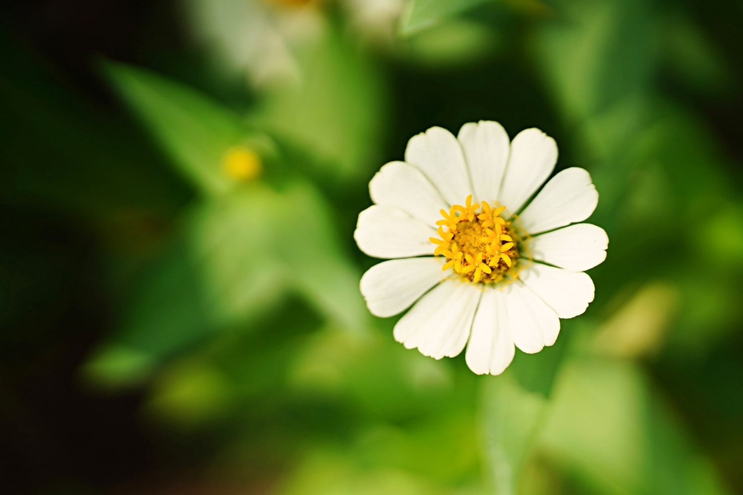 13 Flowers That Look Like Daisies