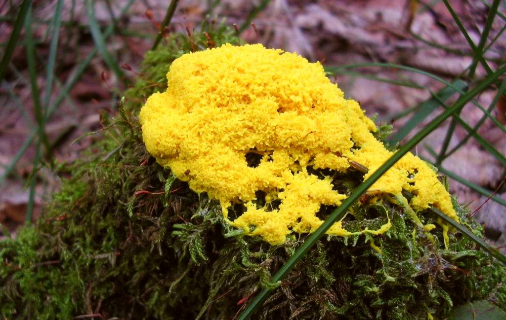 Yellow Fungus In Plant Soil — What Is It?