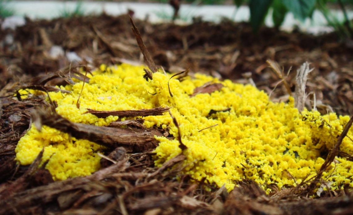 yellow-fungus-in-plant-soil