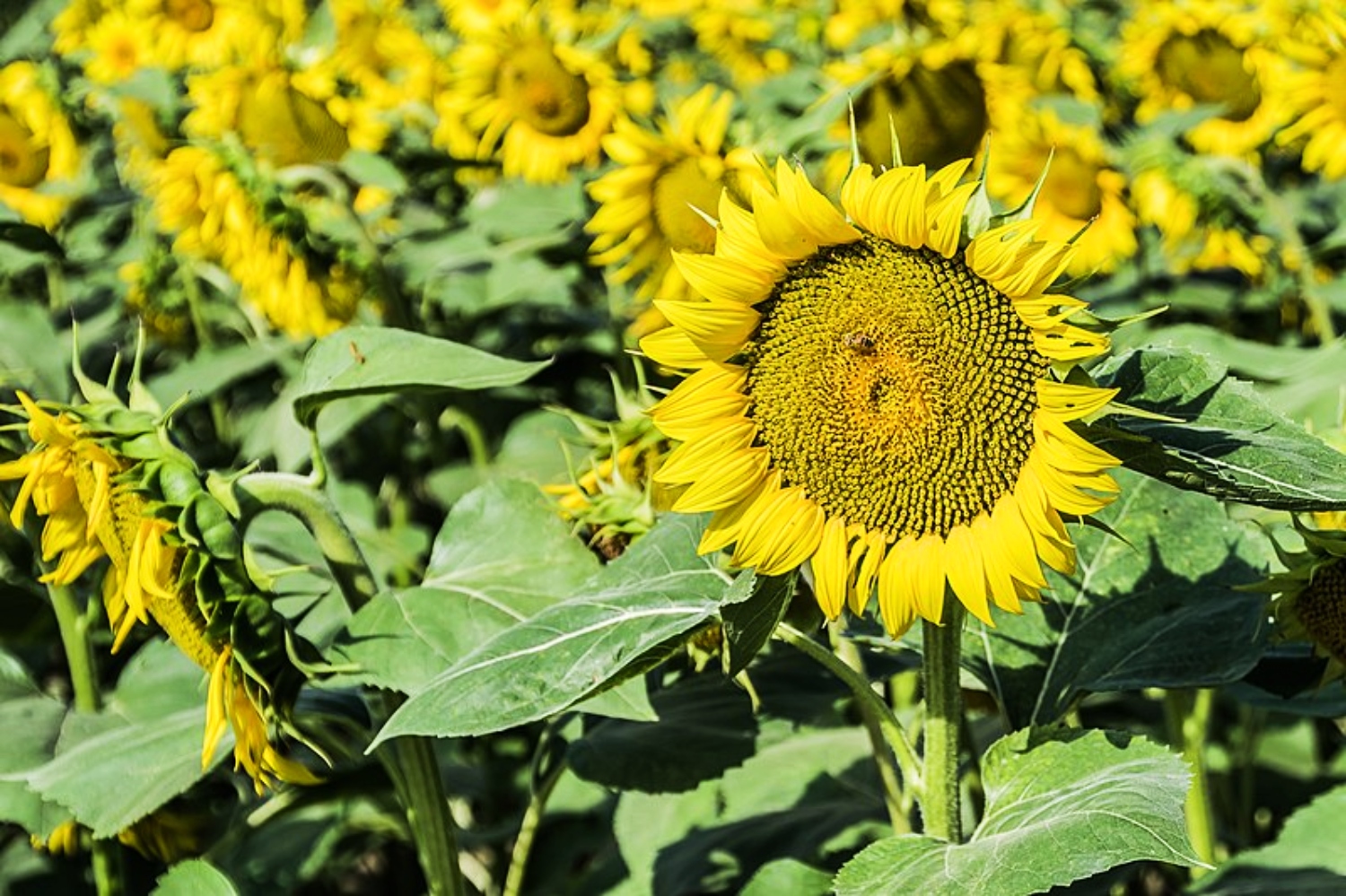 Why Are Your Sunflower Leaves Turning Yellow?