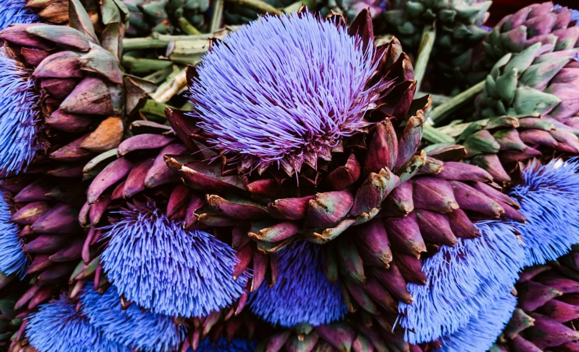 artichoke-flowers