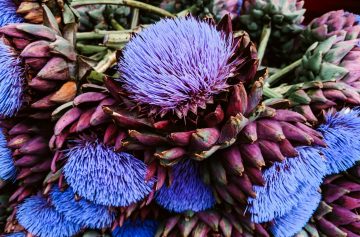 Artichoke Flowers — Everything You Need To Know