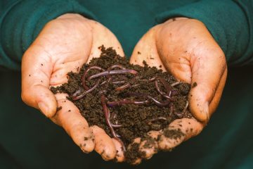 5 Disadvantages Of Worm Castings And What To Use Instead
