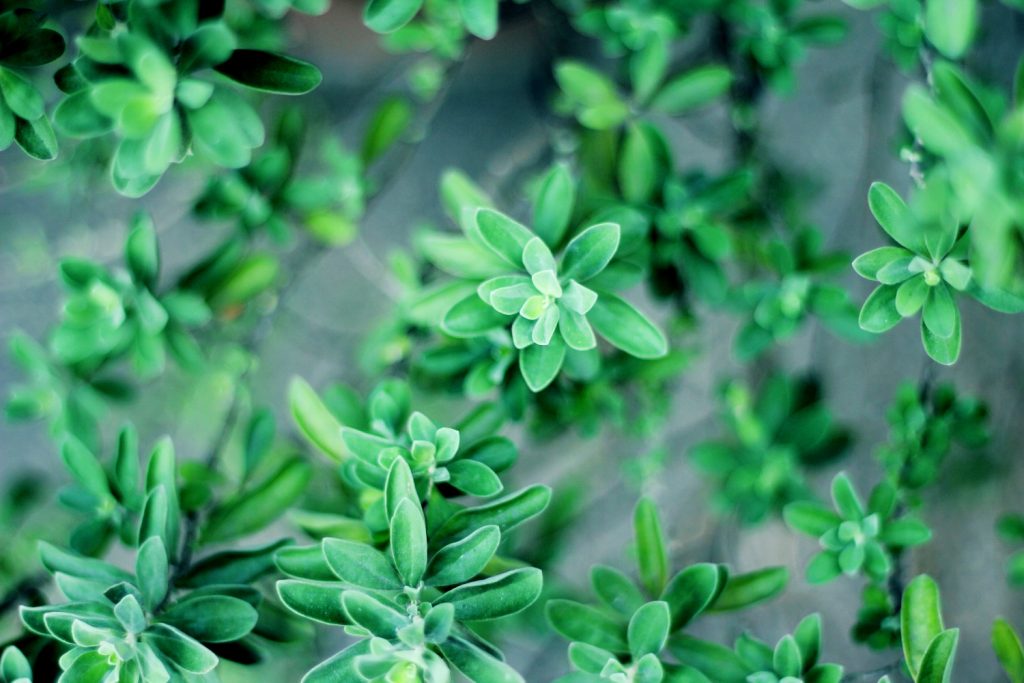 When and How to Harvest Thyme Without Killing the Plant