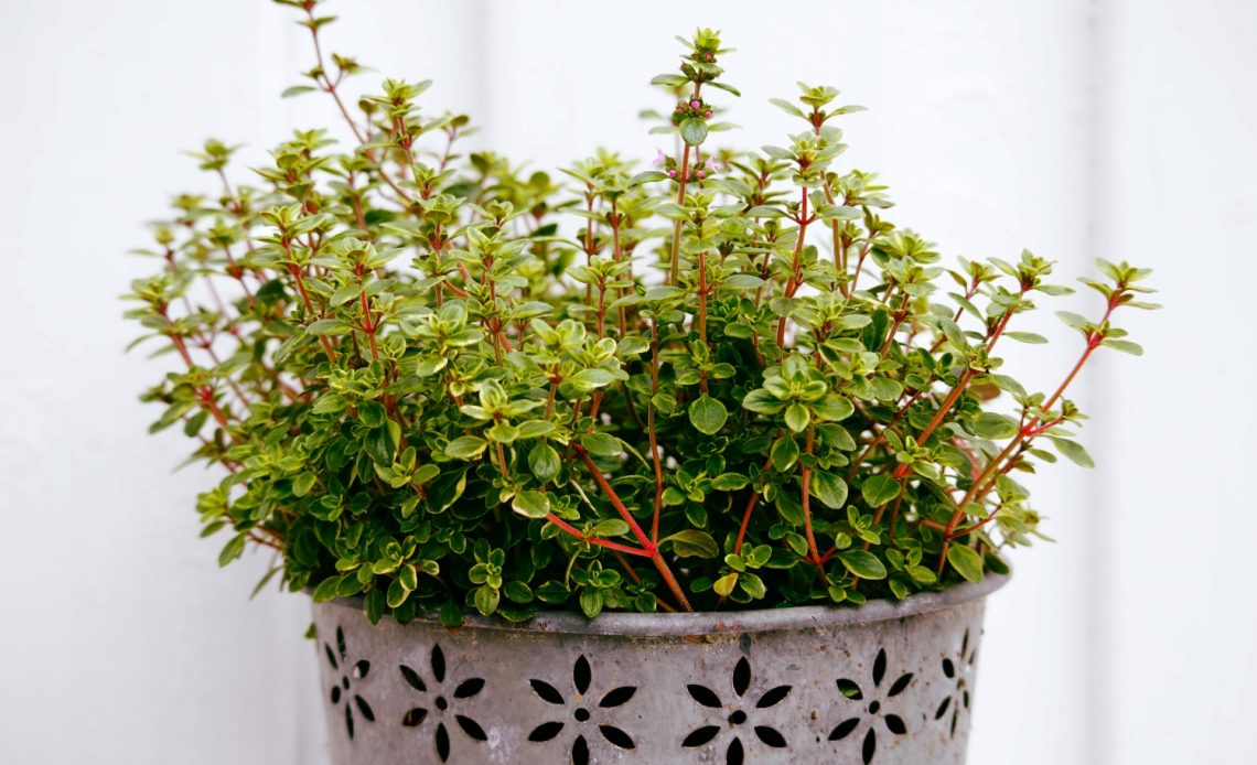 how-to-harvest-thyme-without-killing-the-plant
