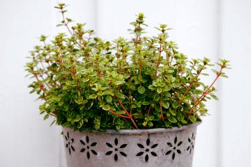How To Harvest Thyme Without Killing The Plant
