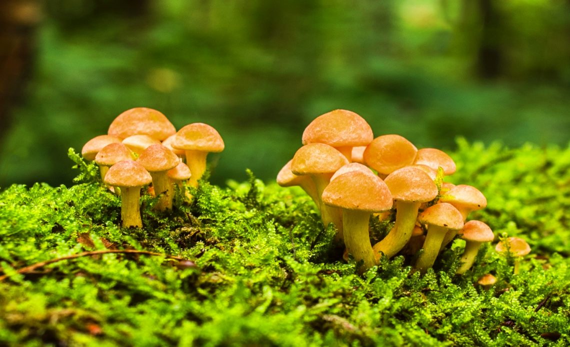 orange-mushrooms