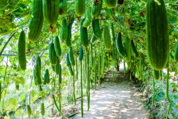 Planting On A Zucchini Trellis — The Best Way To Grow Zucchini