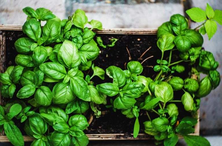 23 Best Lettuce Companion Plants (And 8 You Should Avoid)