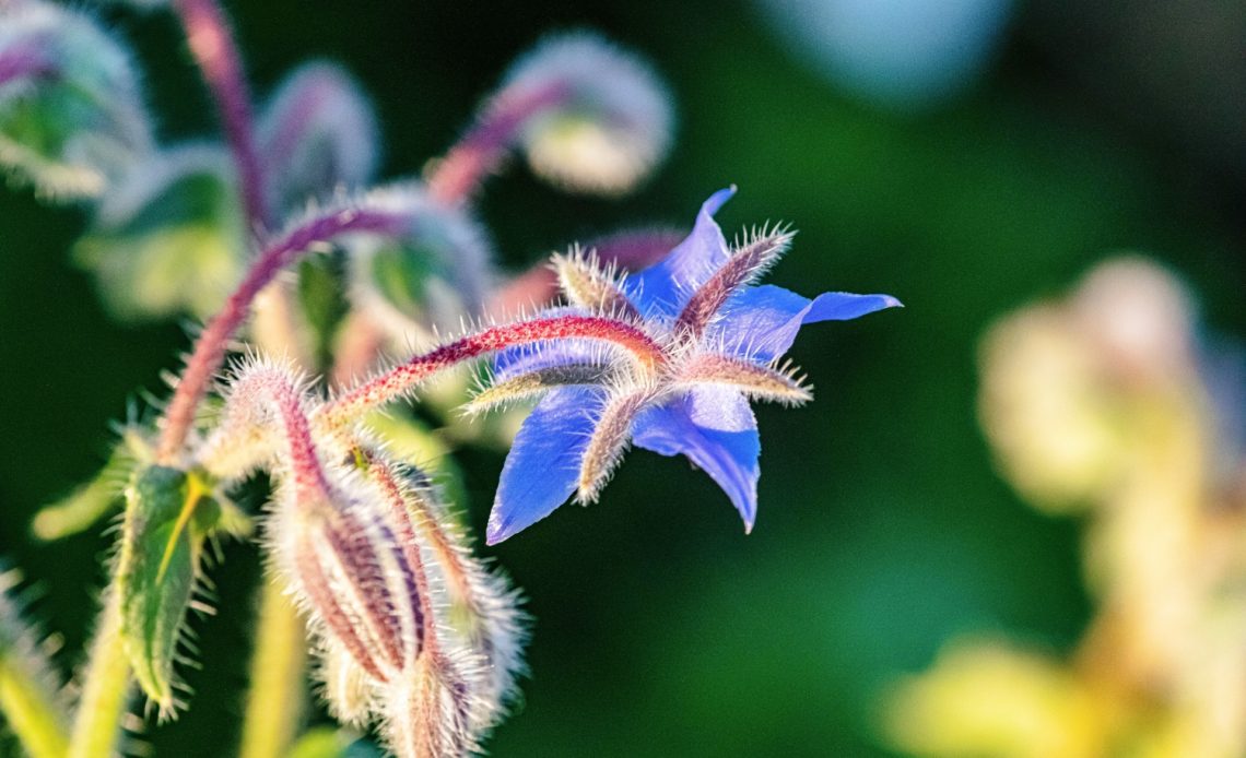 borage-companion-plants