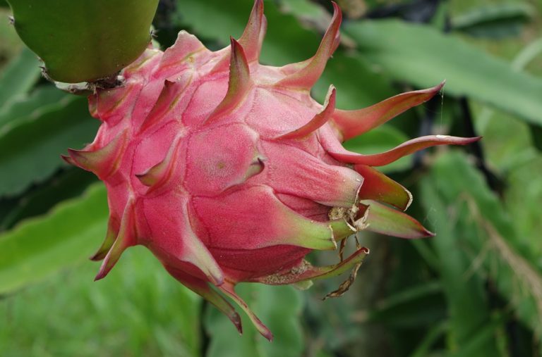 16 Fastest Growing Fruit Trees For Your Garden Orchard