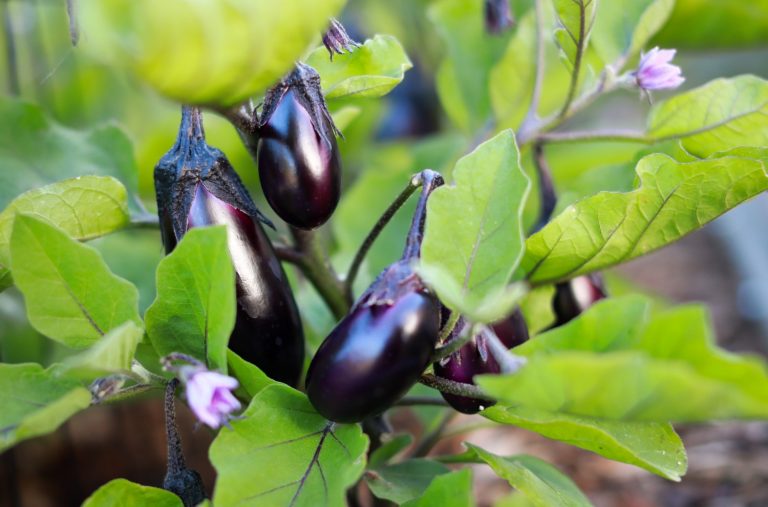 25 Best Pea Companion Plants (And 4 You Should Avoid)