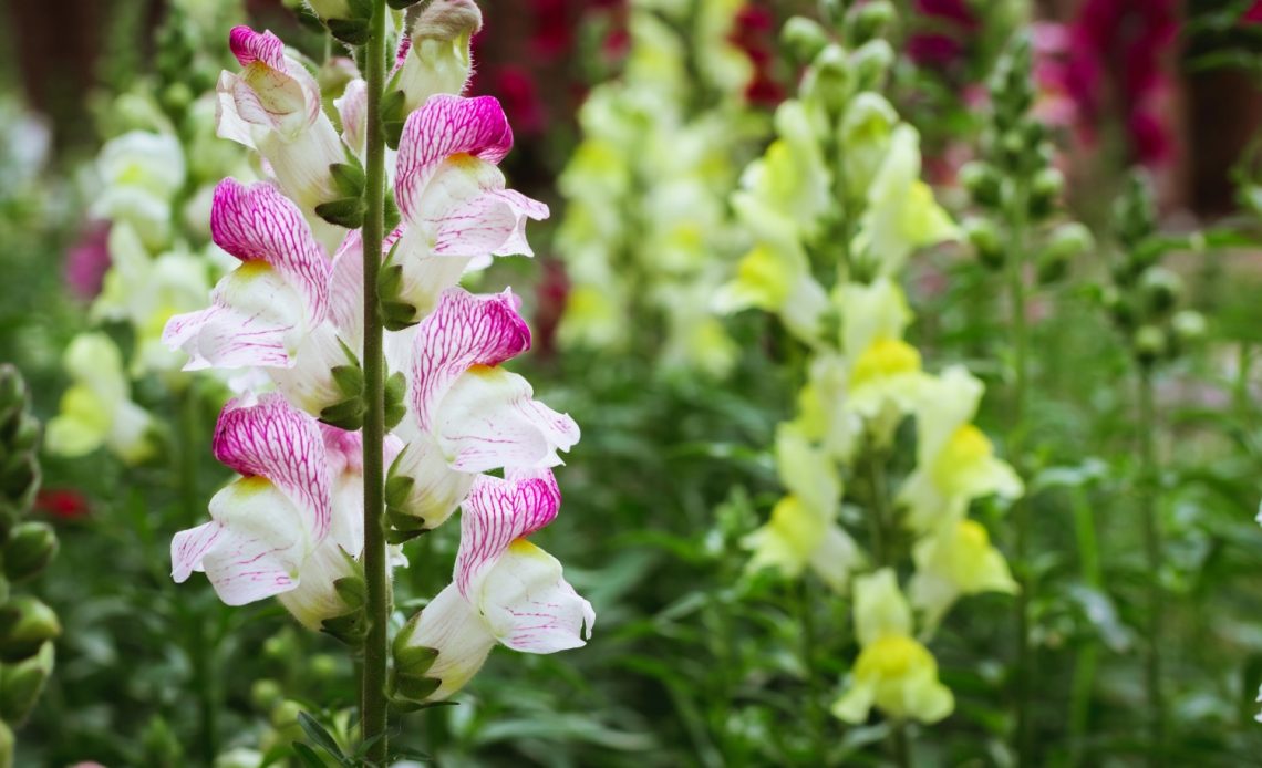how-to-deadhead-snapdragons