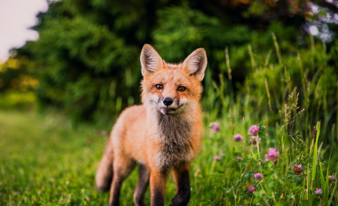 how-to-make-your-yard-a-wildlife-habitat