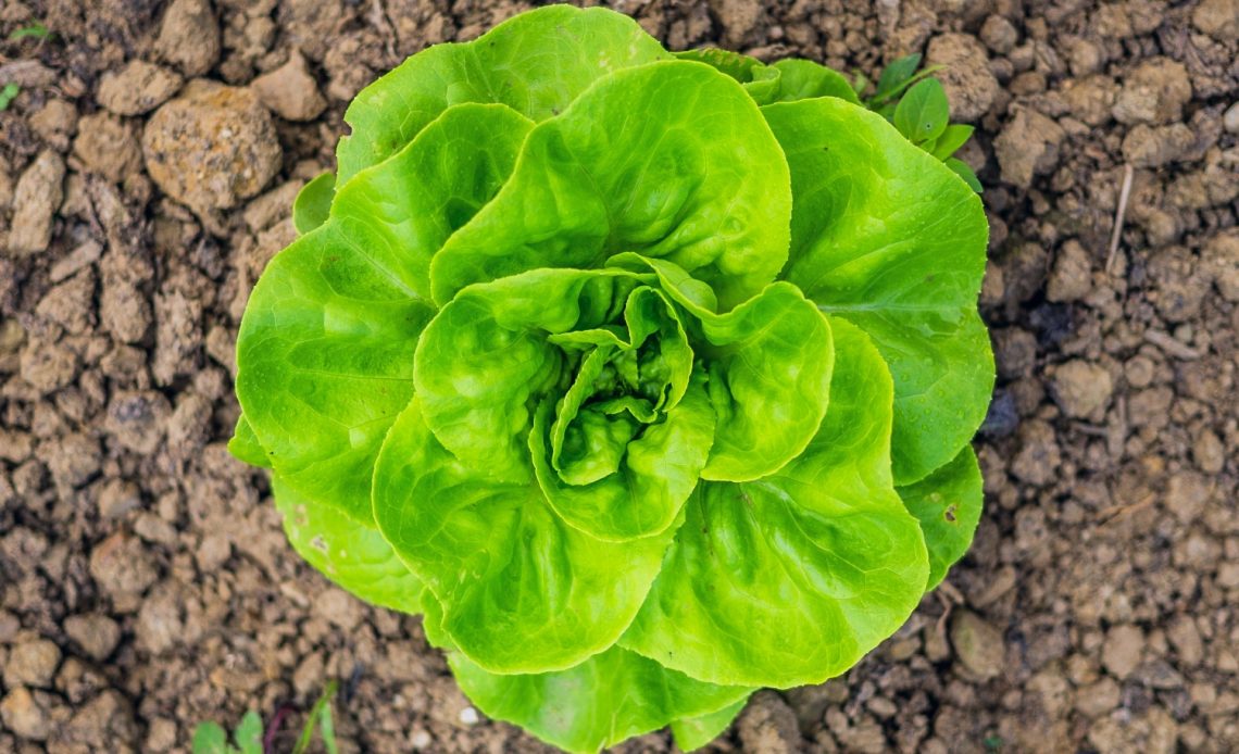 lettuce-companion-plants