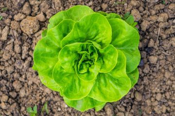 23 Best Lettuce Companion Plants (And 8 You Should Avoid)