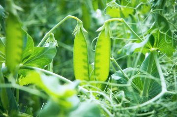25 Best Pea Companion Plants (And 4 You Should Avoid)