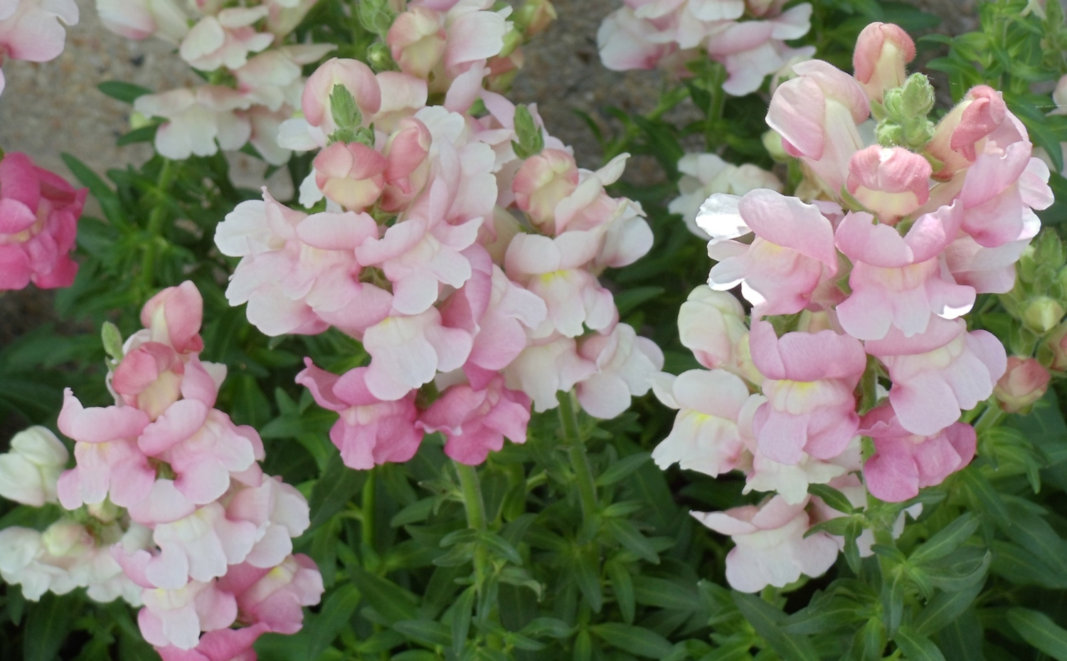 How To Deadhead Snapdragons In 3 Easy Steps