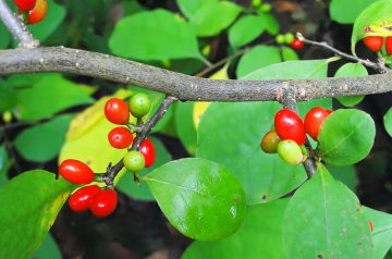 Spice Berries — Can You Eat These Backyard Berries?