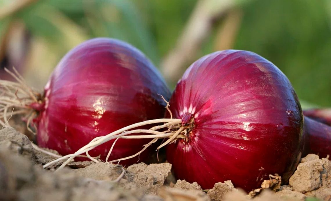 How Can You Tell When To Harvest Red Onions 