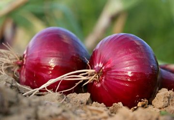 How Can You Tell When To Harvest Red Onions?