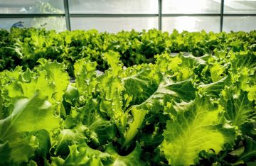How Can You Tell When To Harvest Romaine Lettuce?
